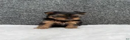 Yorkshire Terrier dogs for sale: Cassie - Ad 7