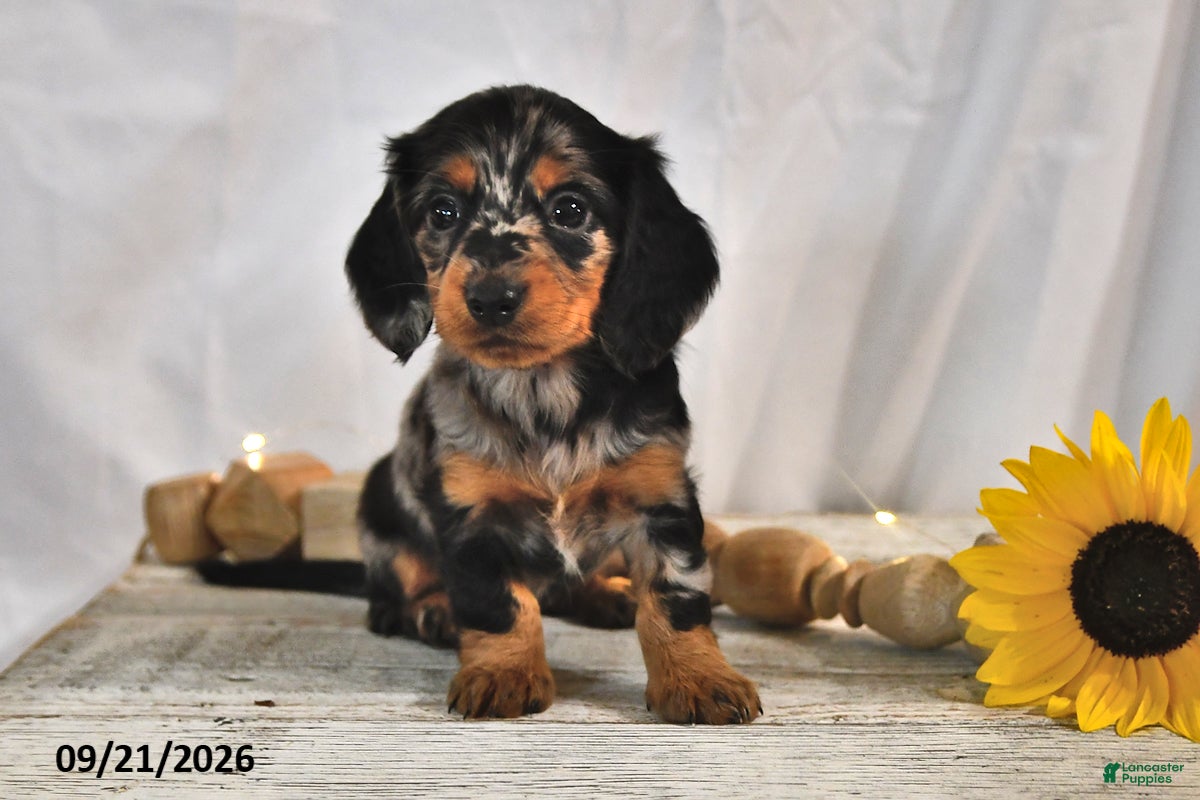 Miniature Dachshund dogs Latte - Ad 1