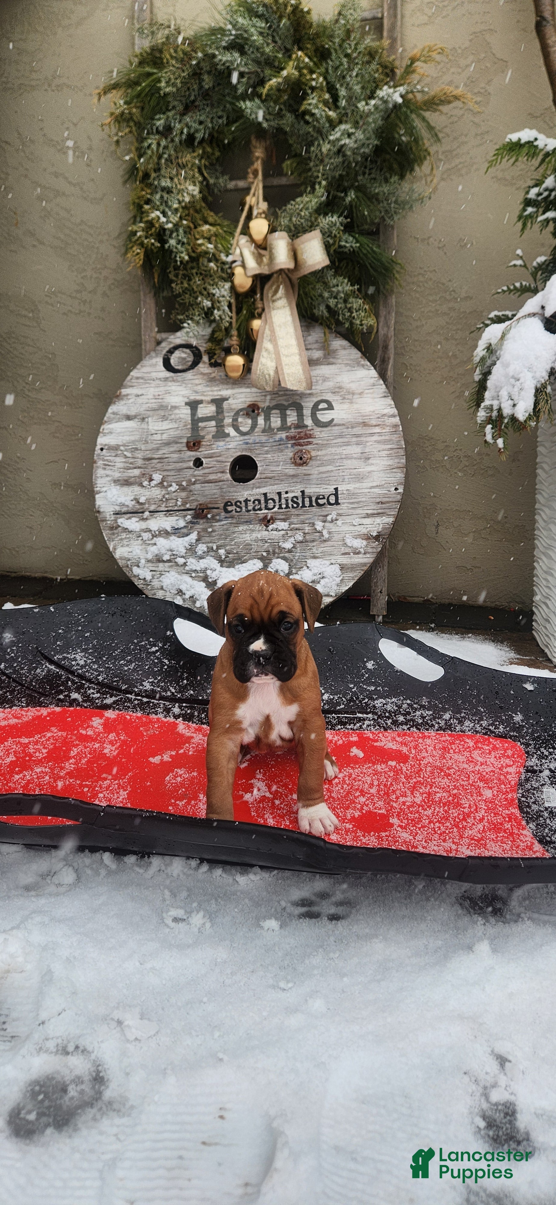 Boxer dogs JADE - Ad 2