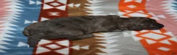 Miniature Poodle dogs for sale: Harlee’s brown Merle male - Ad 39