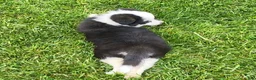 Mixed Breed dogs for sale: Maple - Ad 5