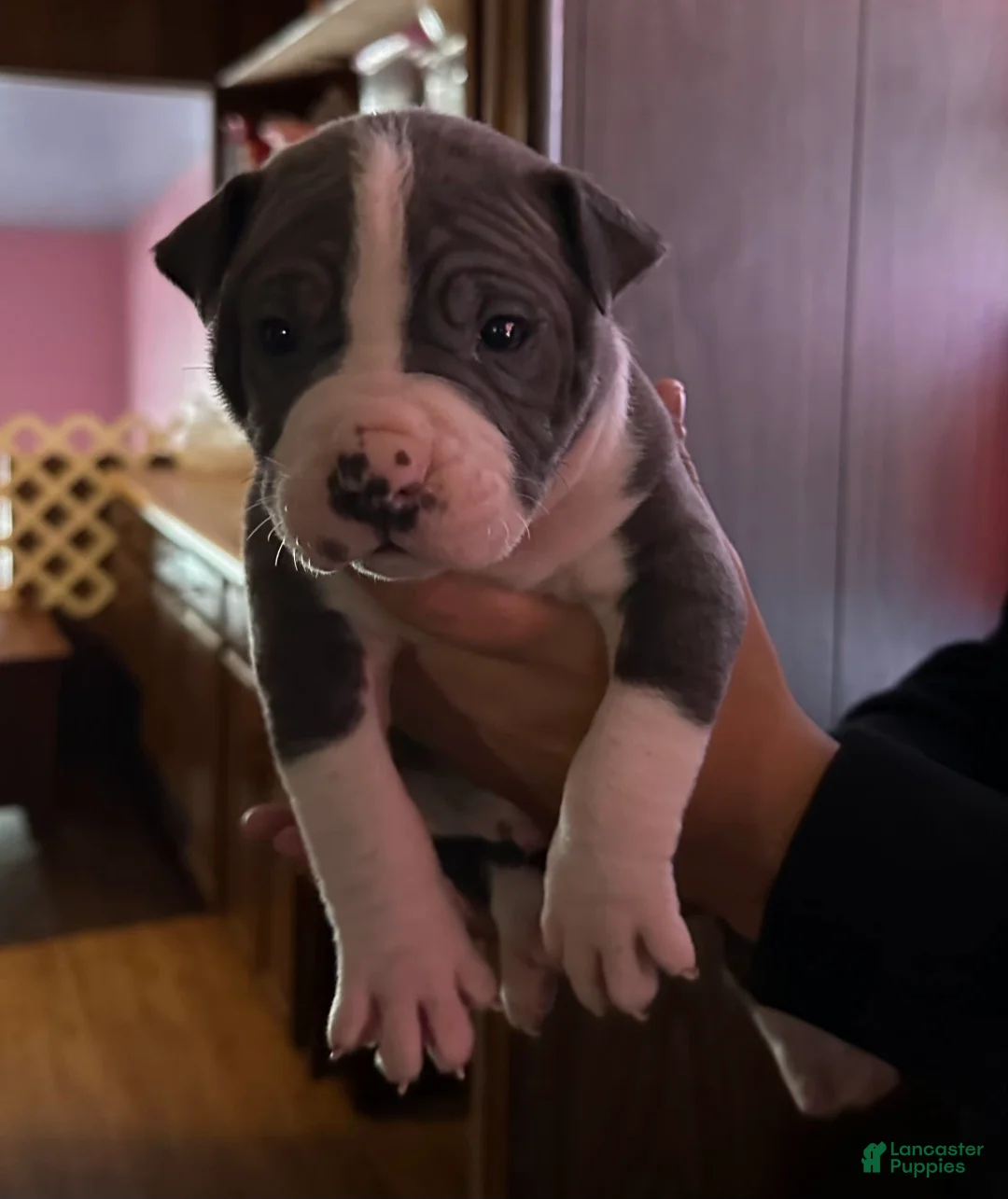 American Bully dogs for sale: JAY Z - Ad 2