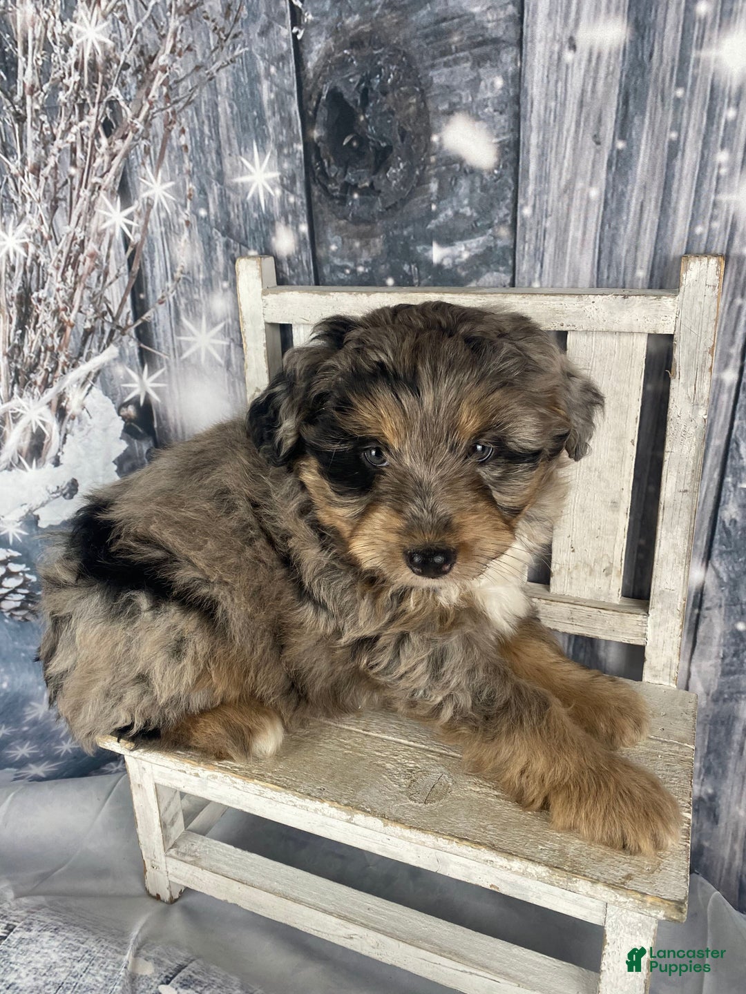 Aussiedoodle dogs for sale: Smores - Ad 7