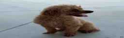 Miniature Poodle dogs for sale: Zoey - Ad 7