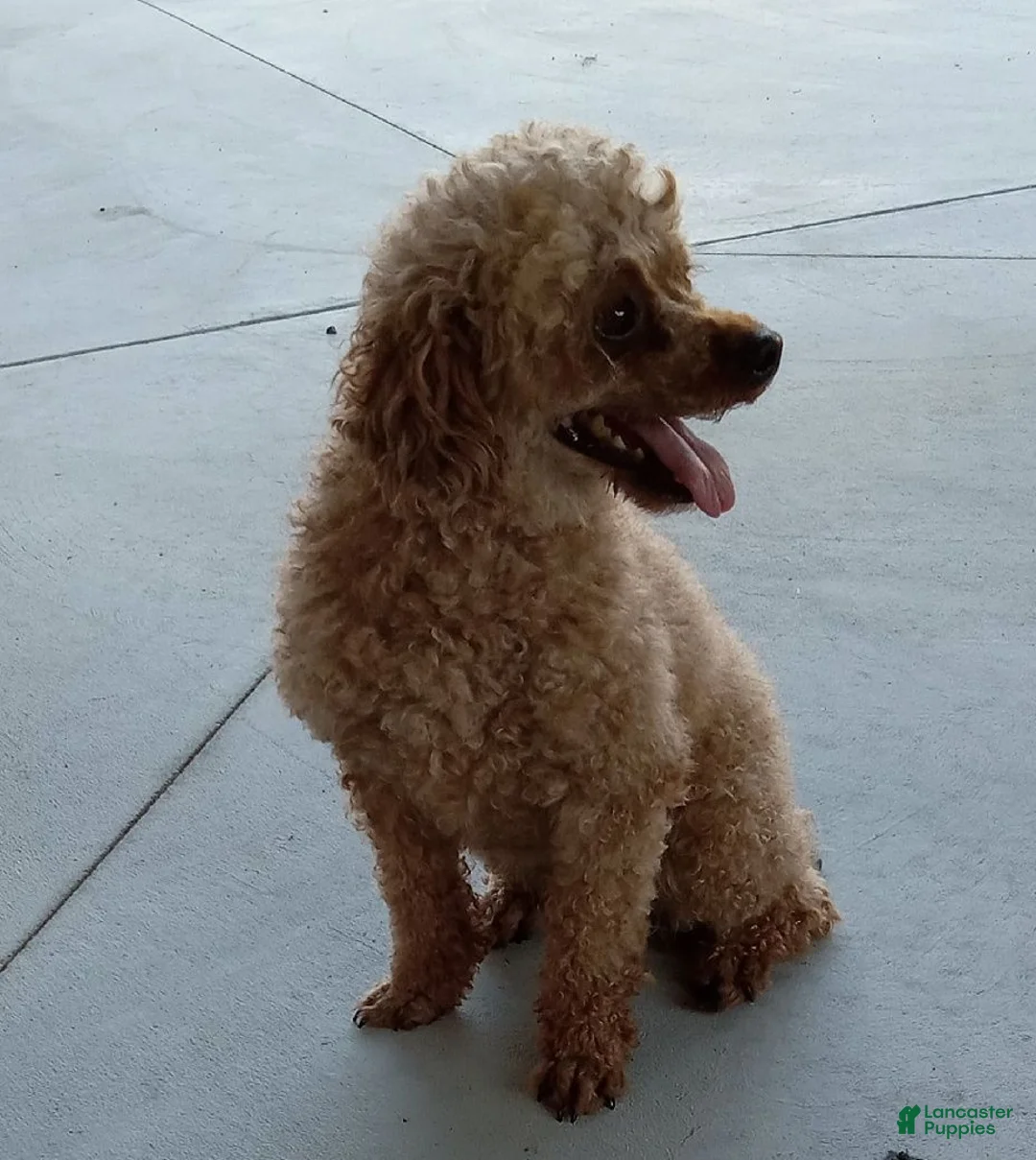 Miniature Poodle dogs for sale: Zoey - Ad 7
