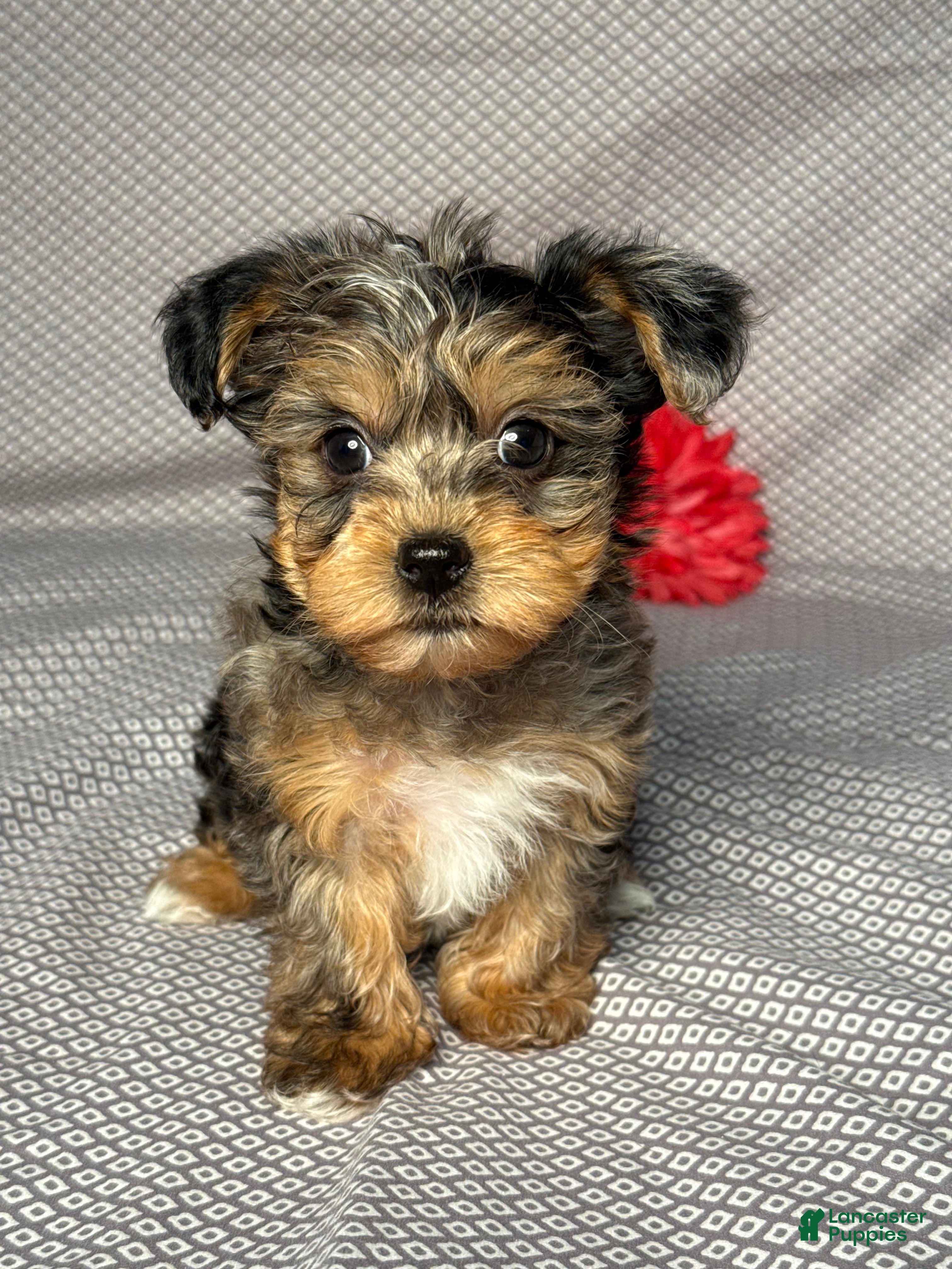 Yorkiepoo Puppies for sale in Zanesville, Ohio | Lancaster Puppies