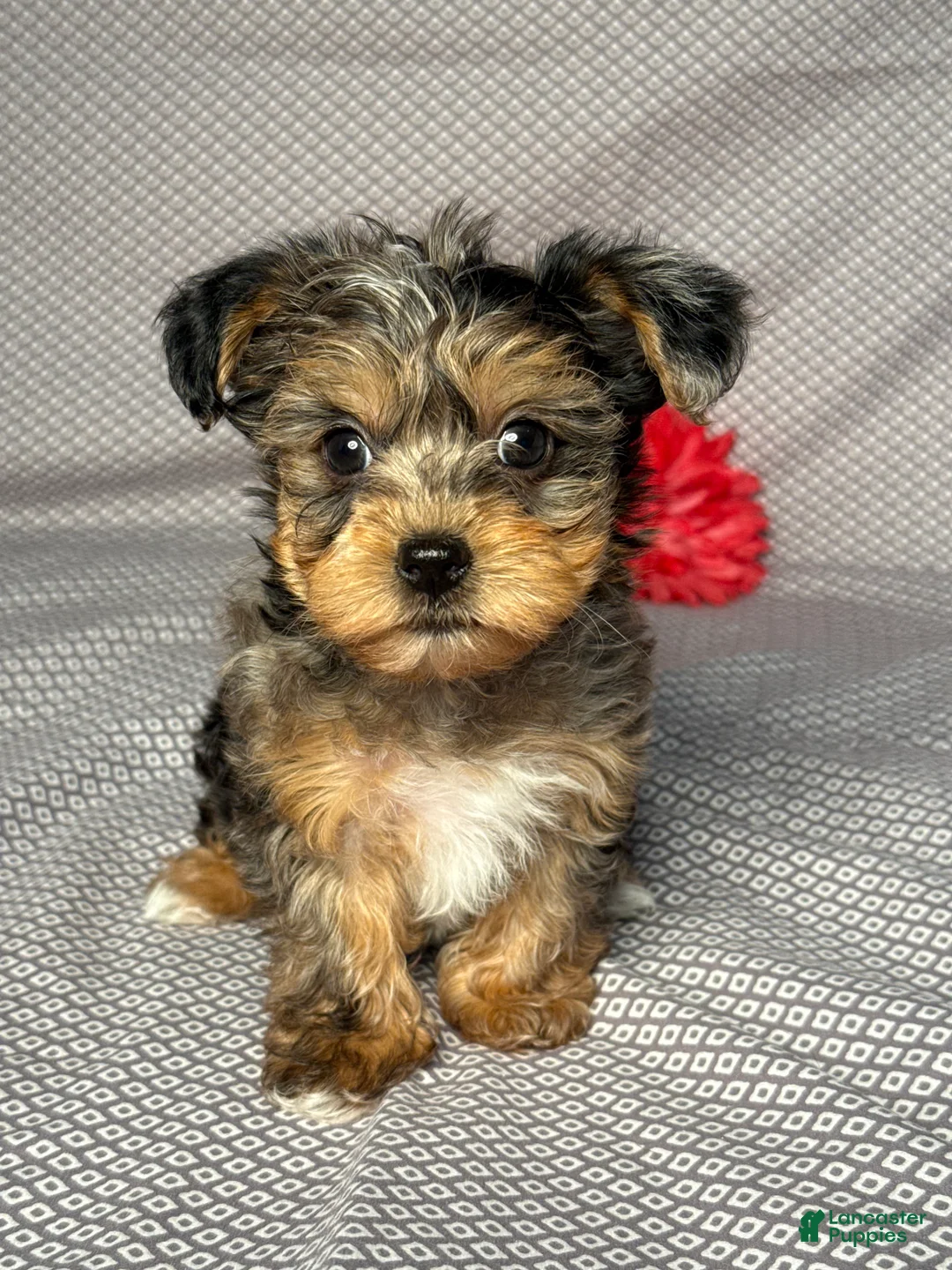 Yorkiepoo dogs for sale: Ashley  - Ad 1