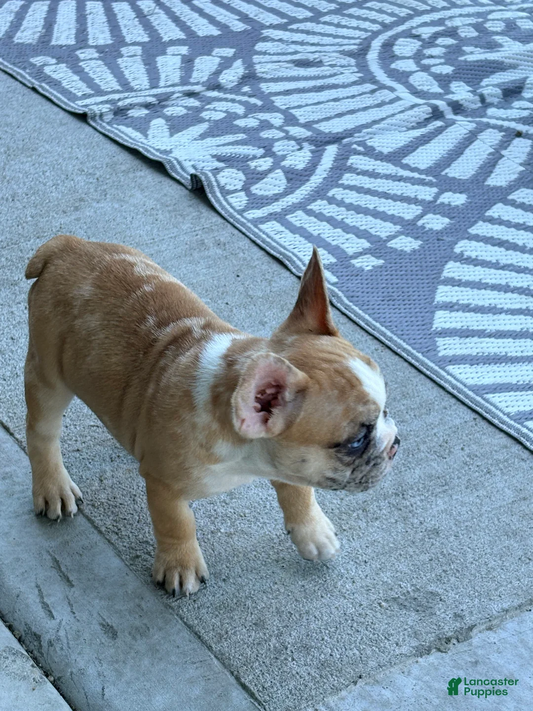 French Bulldog dogs for sale: French Bulldog Puppy 1 - Ad 2