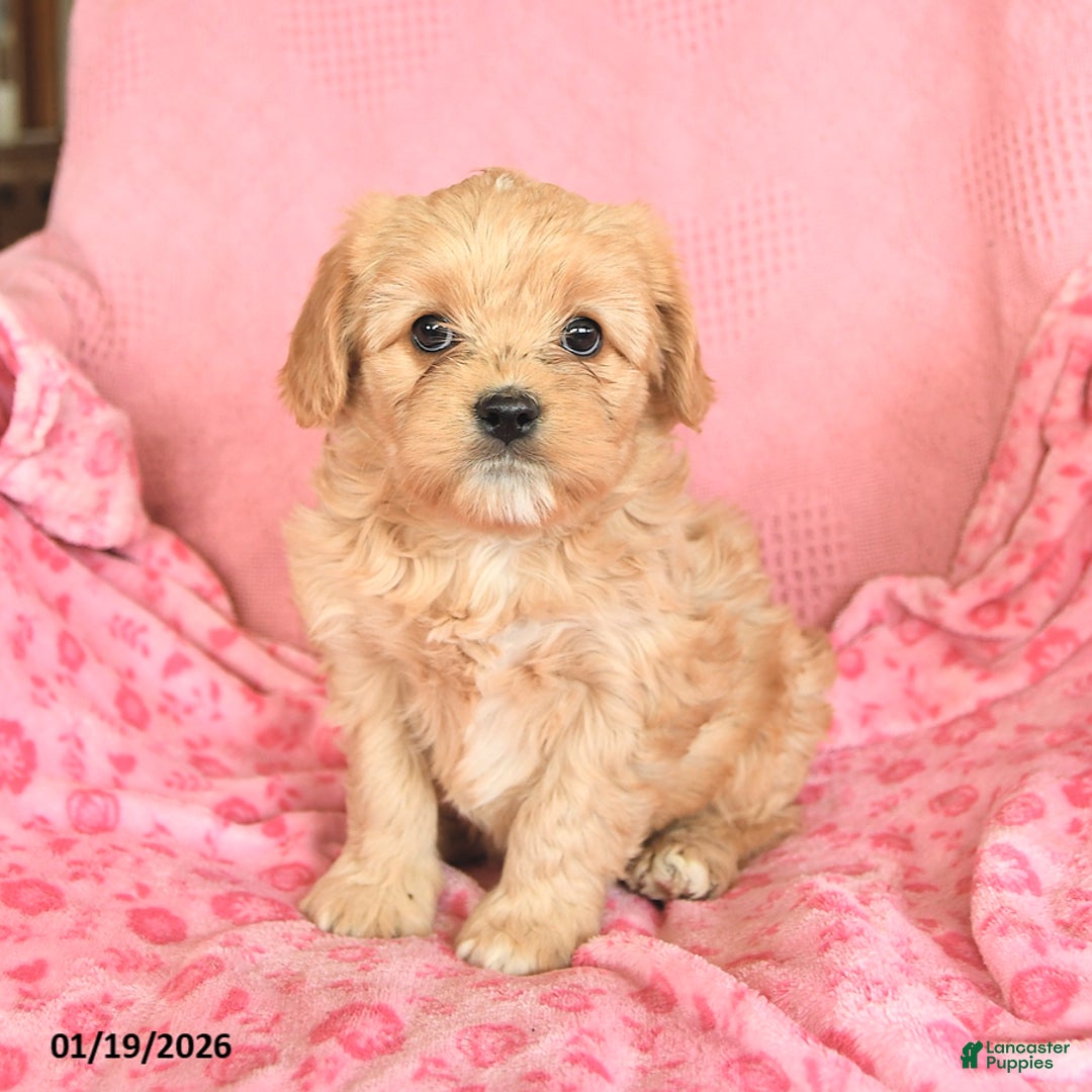 Cavapoo dogs for sale: Lily - Ad 2