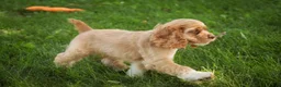 Cocker Spaniel dogs for sale: Atlas Cocker Spaniel  - Ad 12