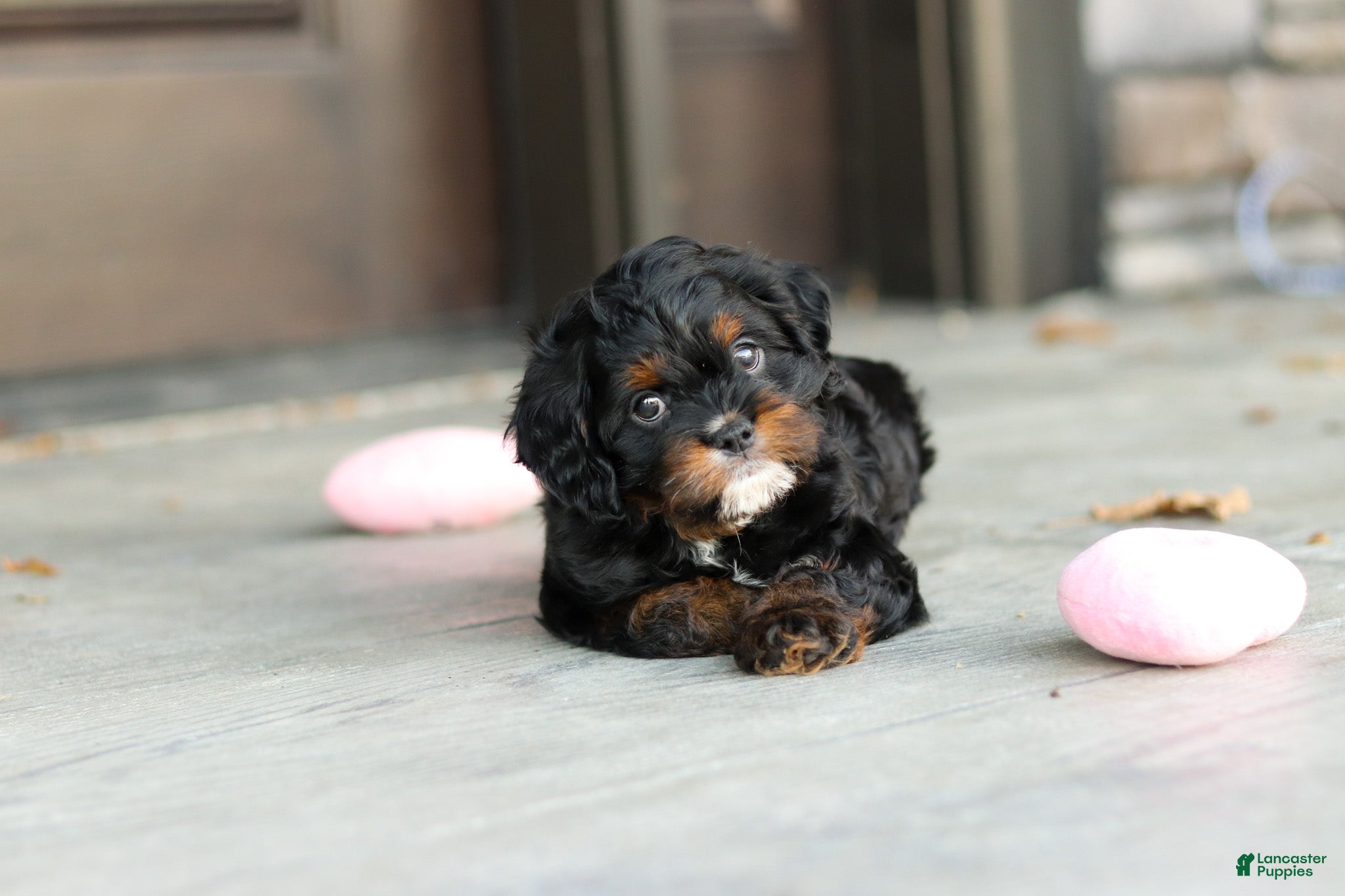 Cavapoo dogs for sale: Ash - Ad 1