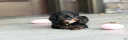 Cavapoo dogs for sale: Ash - Ad 1
