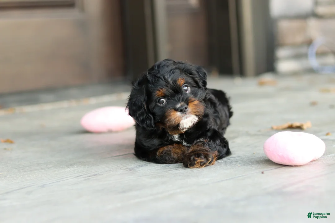 Cavapoo dogs for sale: Ash - Ad 1