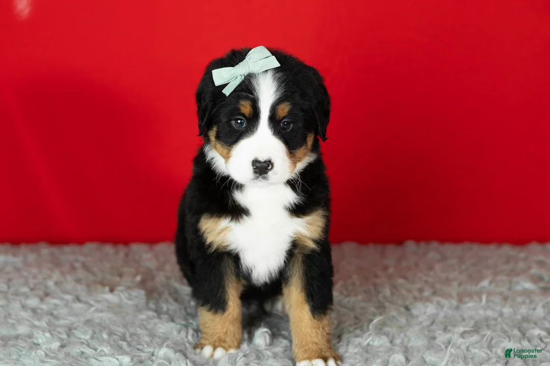 Bernese Mountain Dog dogs for sale: Maple  - Ad 3