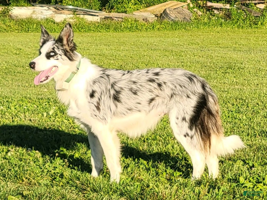 Border Collie dogs for sale: Duke - Ad 2