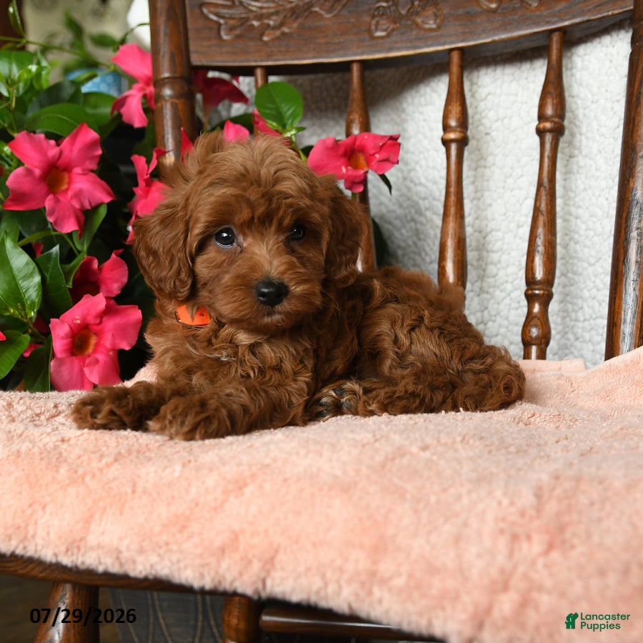 Maltipoo dogs Steward - Ad 2