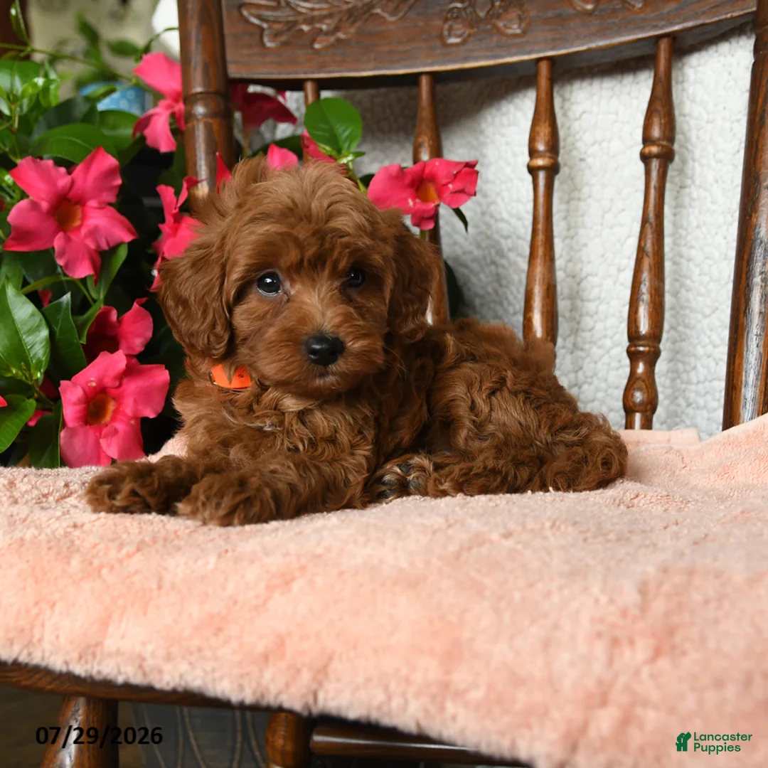 Maltipoo dogs for sale: Steward - Ad 2