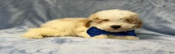 Bichpoo dogs for sale: Hercules - Ad 7