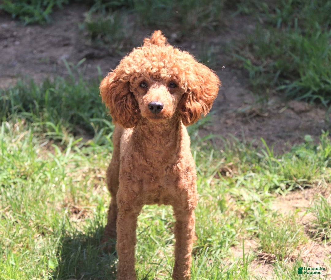 Cockapoo dogs for sale: Ivy - Ad 8