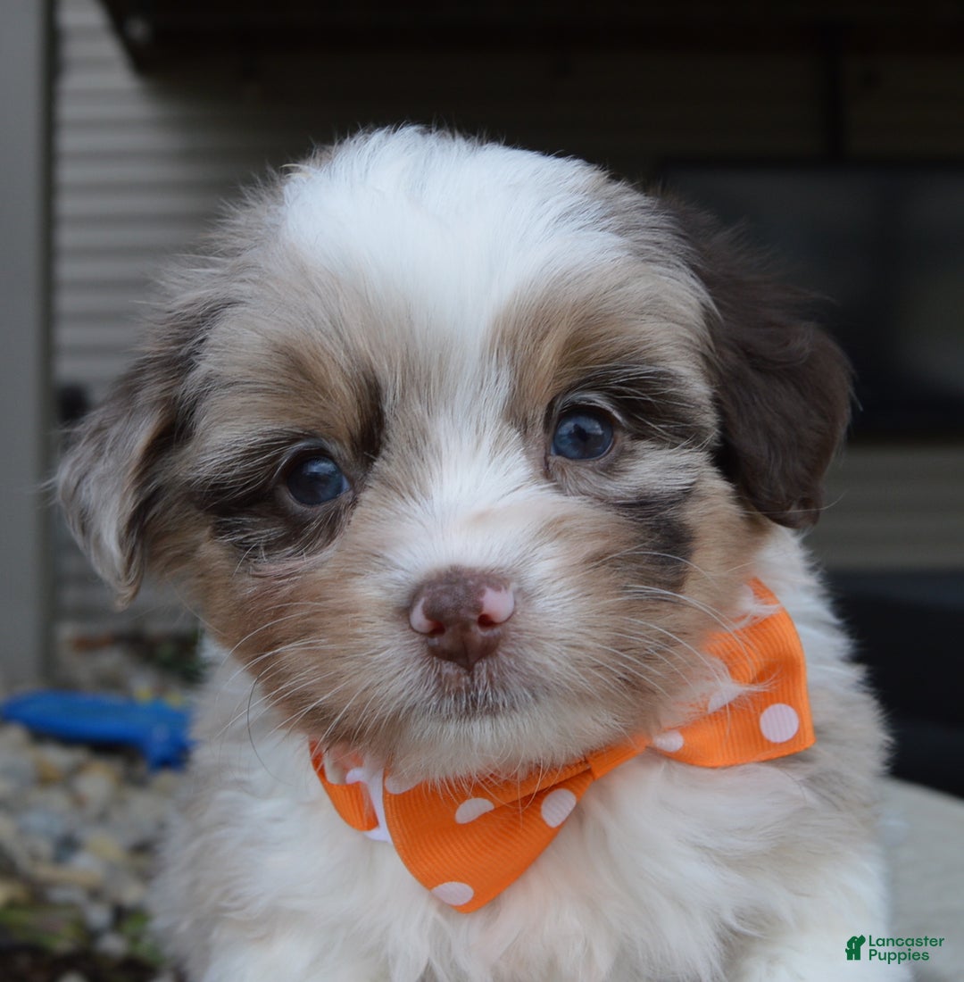 Mini Aussiedoodle dogs for sale: Toy Axel - Ad 3