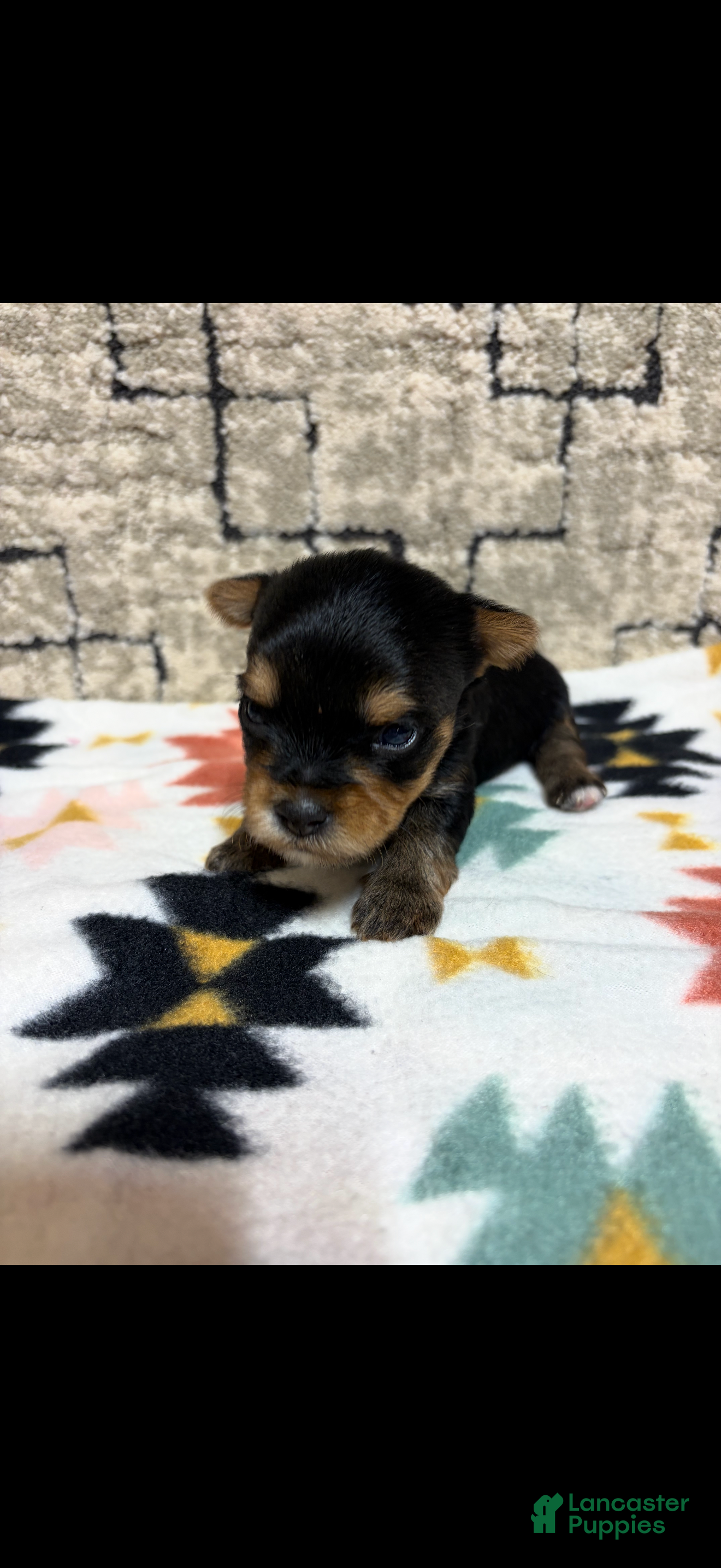 Yorkshire Terrier dogs Yorkshire Terrier 1 - Ad 1
