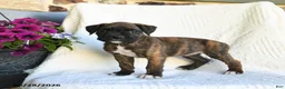 Boxer dogs for sale: Rasta - Ad 5