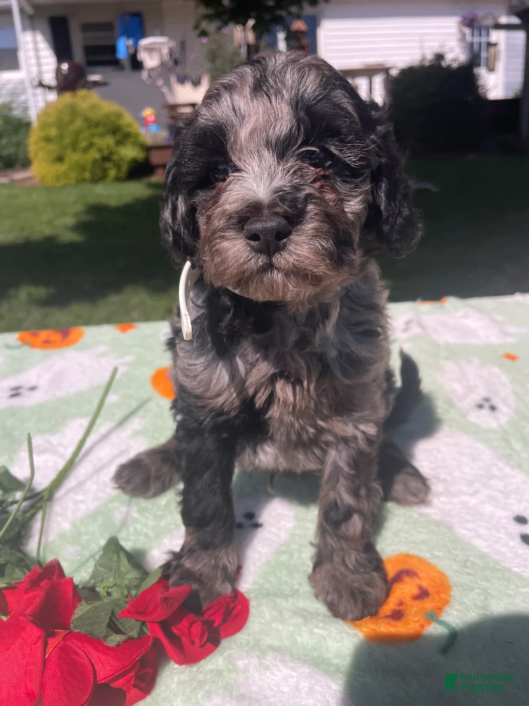Cavapoo dogs for sale: Jasper - Ad 4