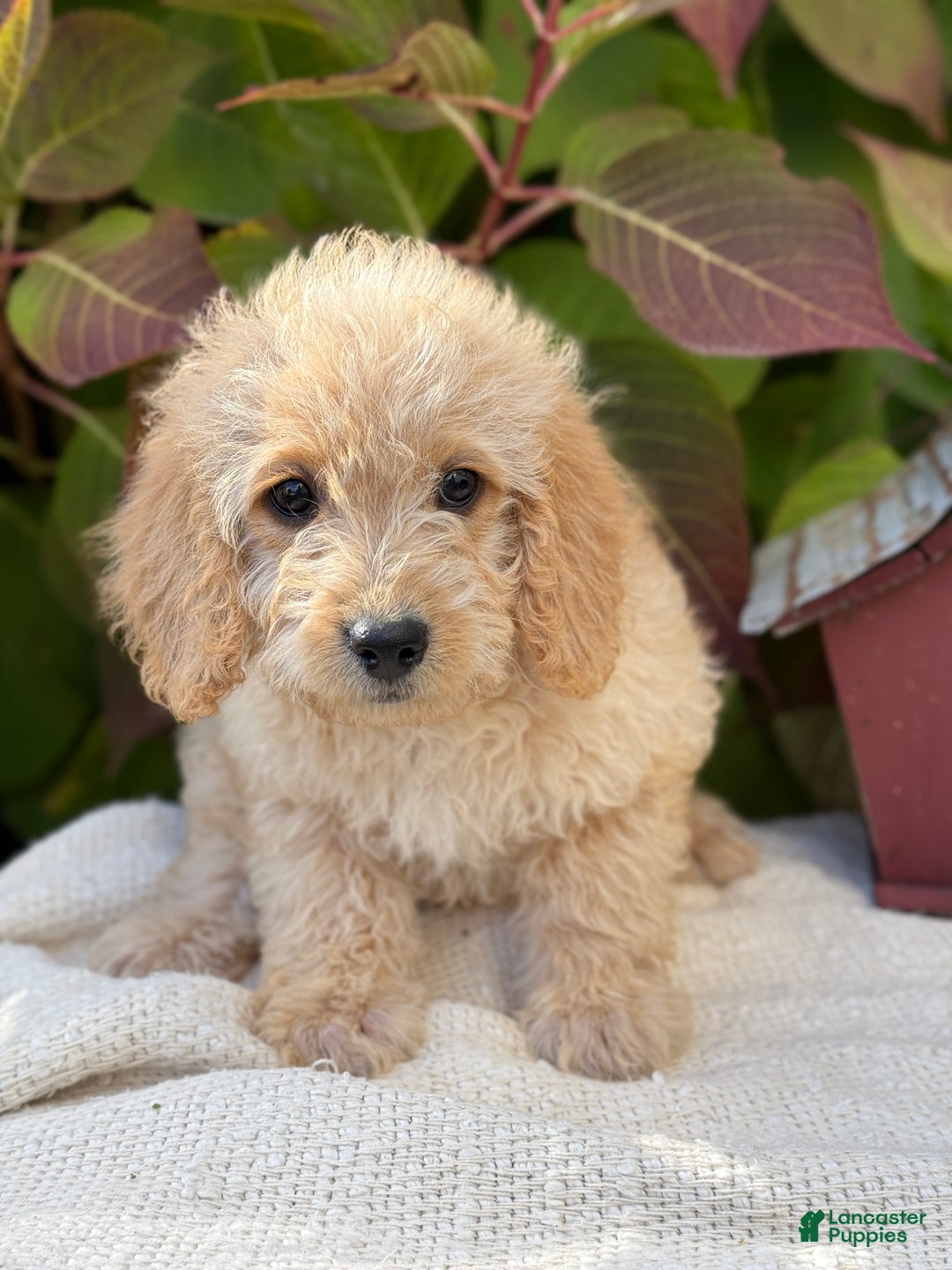 Mini Goldendoodle dogs for sale: Journey - Ad 3