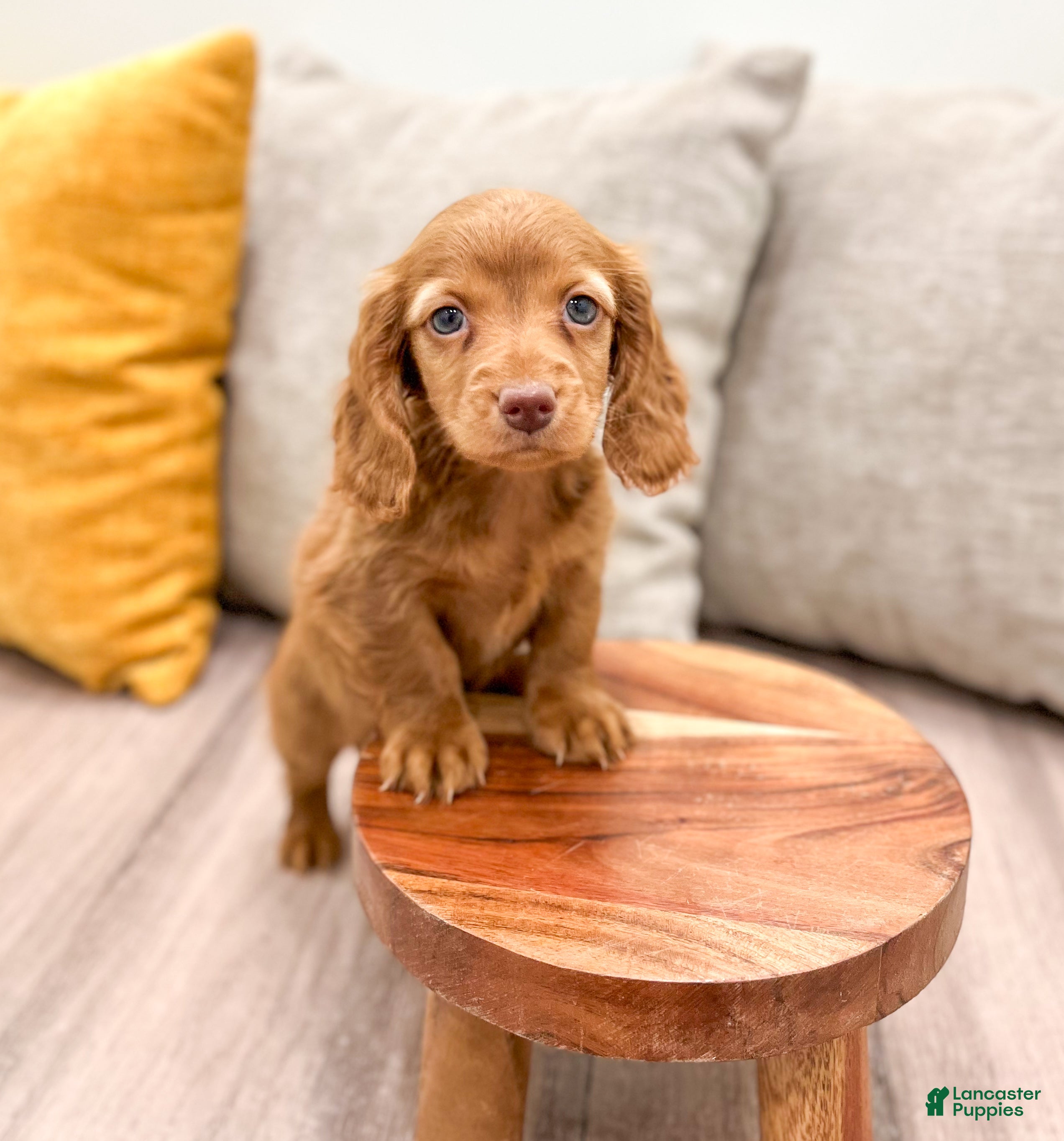 Miniature Dachshund dogs Ginger - Ad 42
