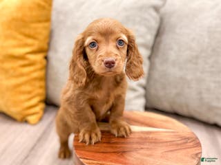 Miniature Dachshund dogs Ginger - Ad 42