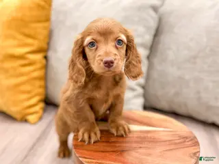 Miniature Dachshund dogs Ginger - Ad 37