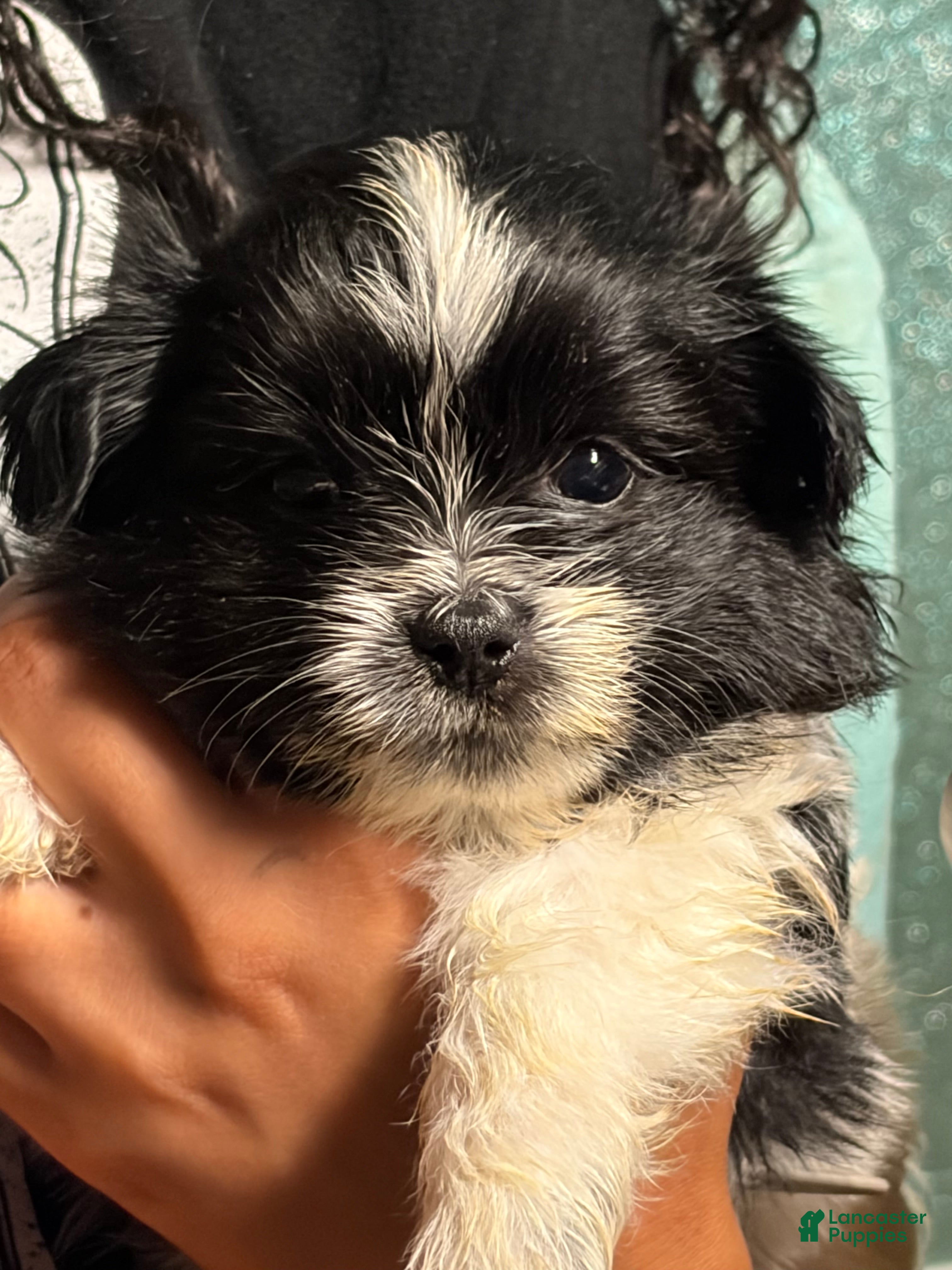 Mixed Breed dogs Mixed Breed 2 - Ad 1