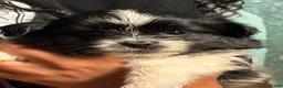 Mixed Breed dogs for sale: Mixed Breed 2 - Ad 1