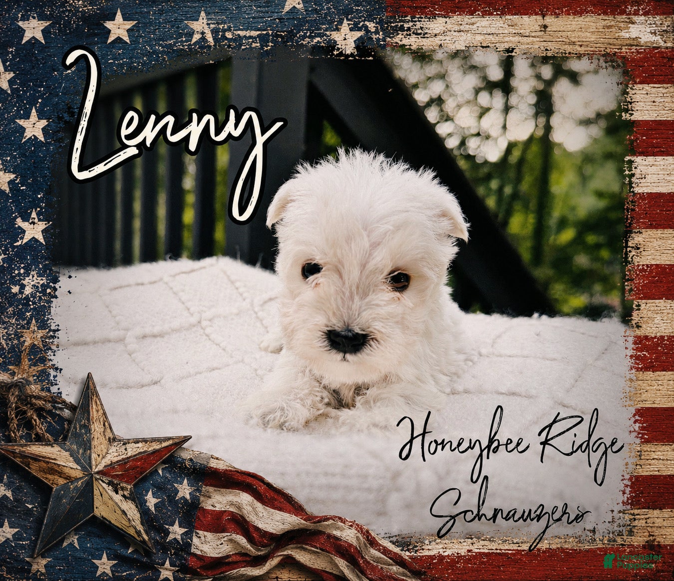 Miniature Schnauzer dogs Akc Lenny - Ad 2
