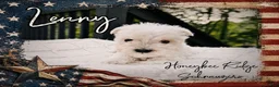 Miniature Schnauzer dogs for sale: Akc Lenny - Ad 2