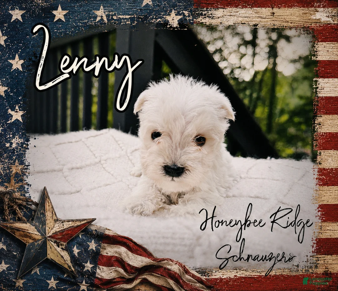 Miniature Schnauzer dogs for sale: Akc Lenny - Ad 2