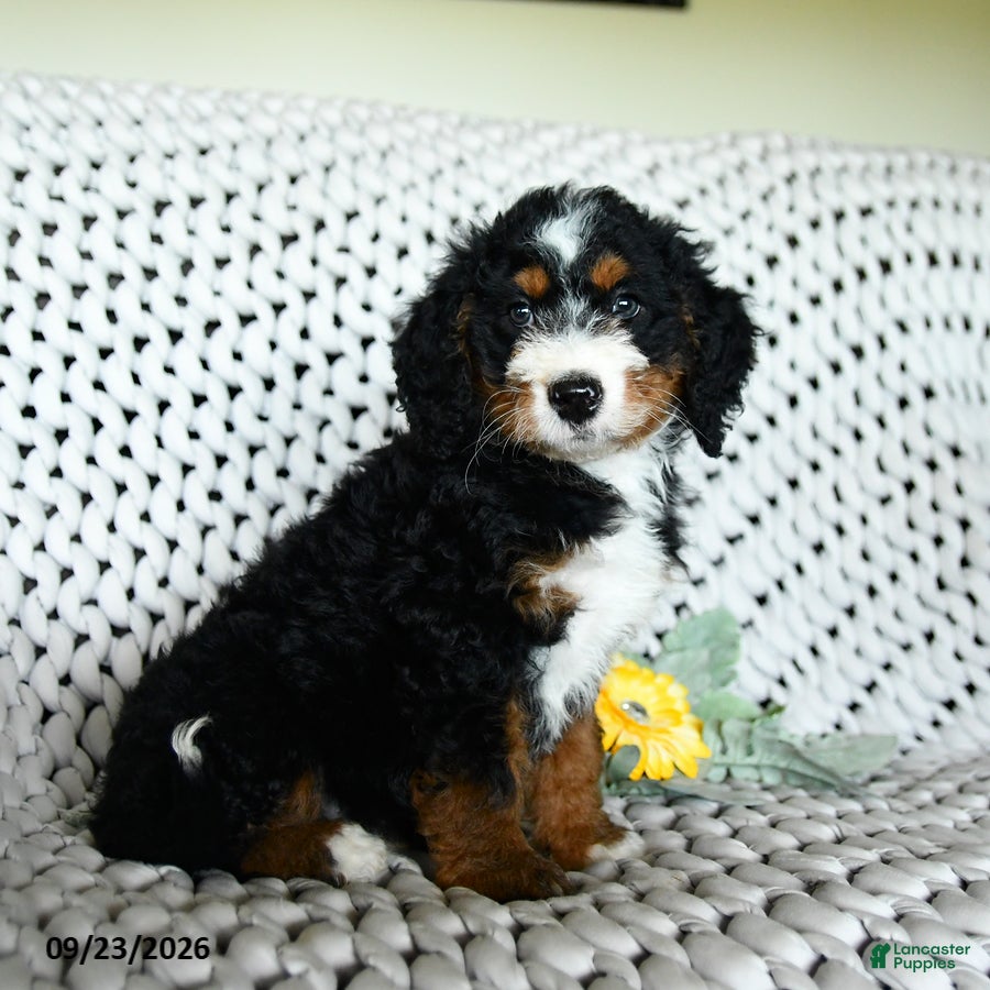 Mini Bernedoodle dogs for sale: Grayson - Ad 2