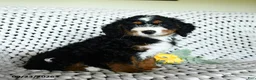 Mini Bernedoodle dogs for sale: Grayson - Ad 1