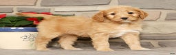 Mini Goldendoodle dogs for sale: Emmy - Ad 7