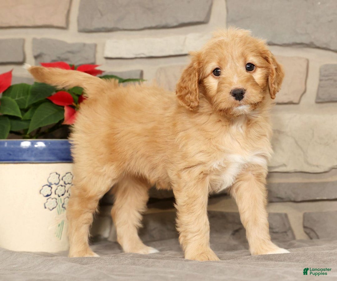 Mini Goldendoodle dogs for sale: Emmy - Ad 7