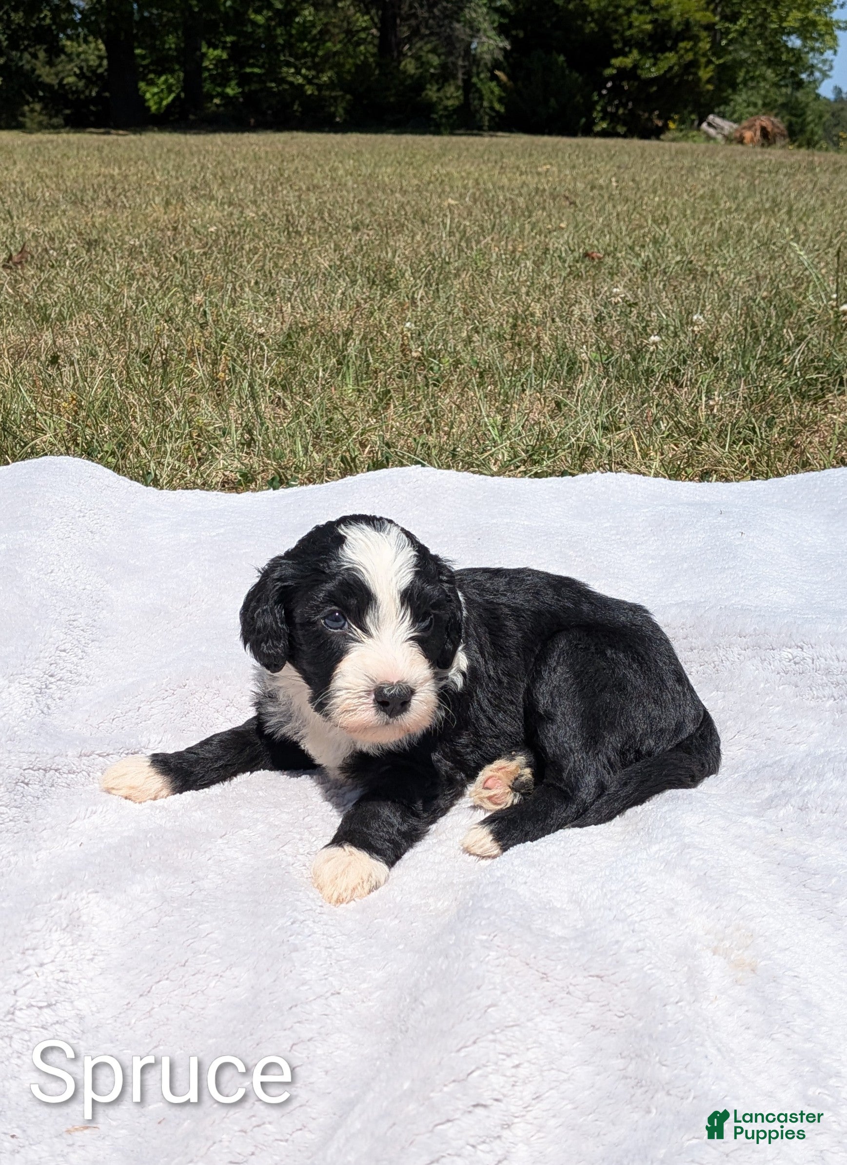 Mixed Breed dogs Spruce - Ad 1