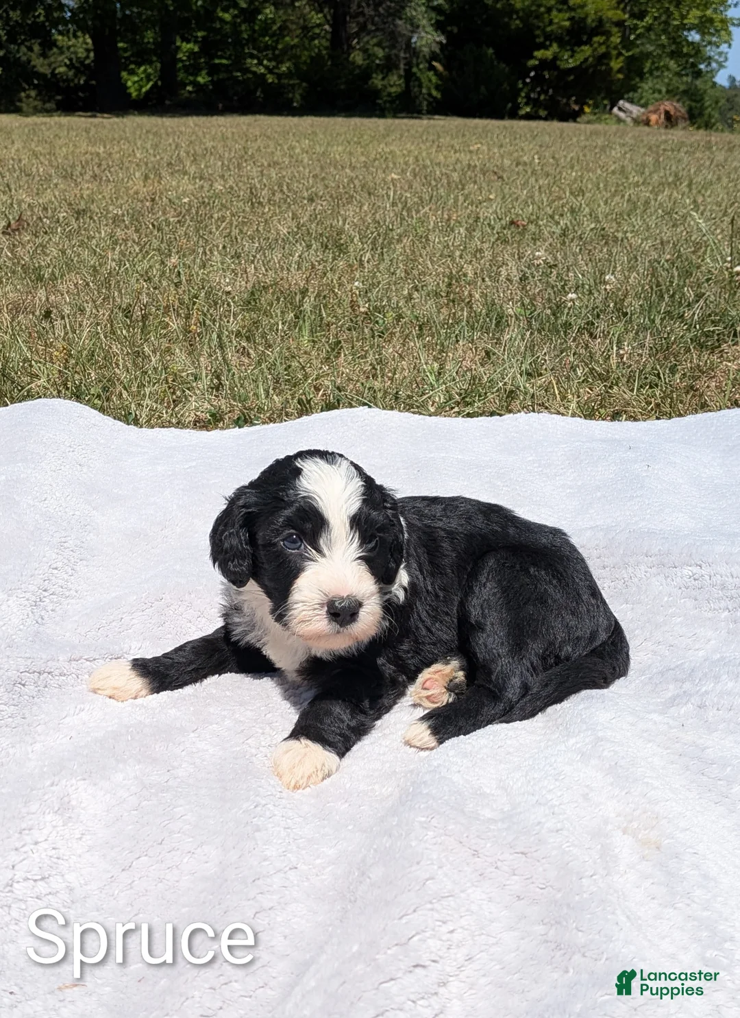 Mixed Breed dogs for sale: Spruce - Ad 1