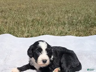 Mixed Breed dogs for sale: Spruce - Ad 1