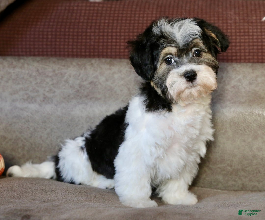 Shihpoo dogs for sale: Mia - Ad 1