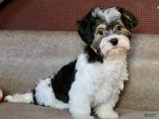 Shihpoo dogs Mia - Ad 10