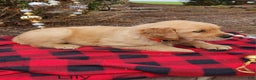 Golden Retriever dogs for sale: Lily - Ad 3