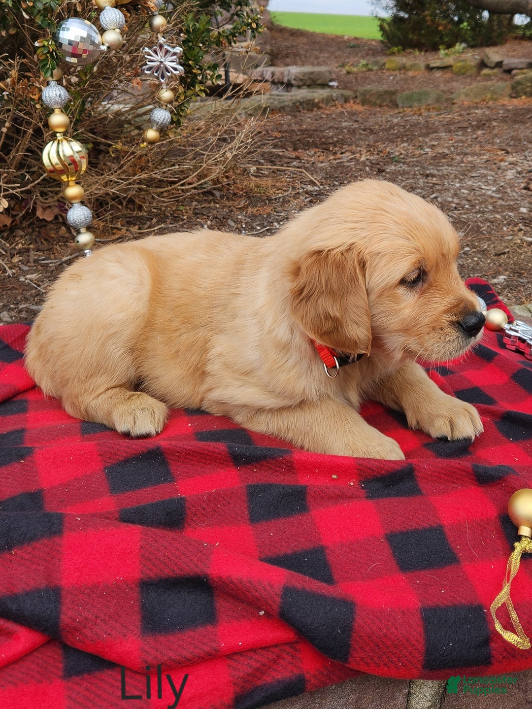 Golden Retriever dogs for sale: Lily - Ad 3