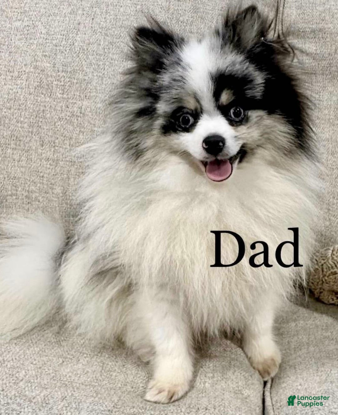 Pomeranian dogs for sale: Pomeranian Puppy 1 - Ad 7
