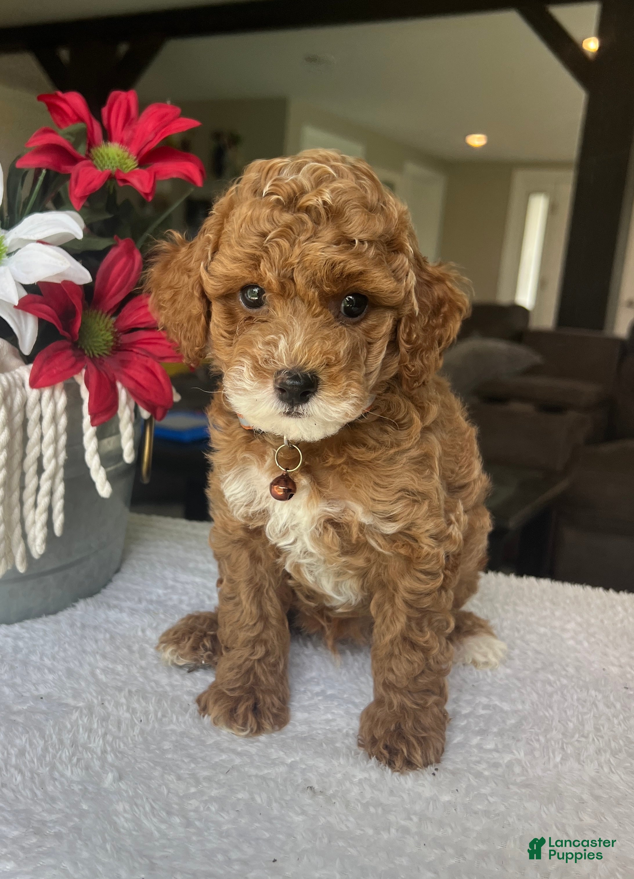 Mini Goldendoodle dogs Rory - Ad 2