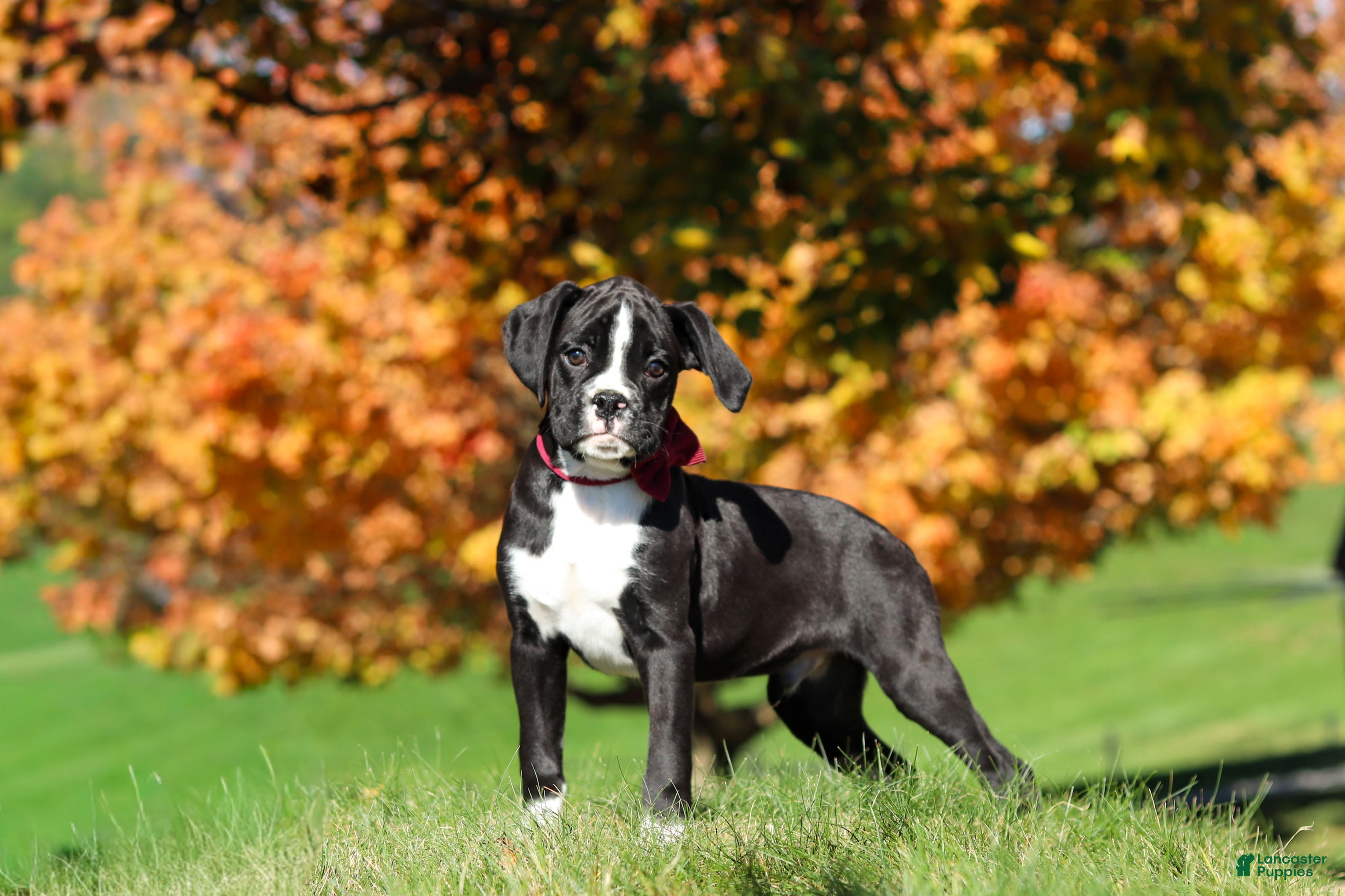 Boxer dogs Lance - Ad 1